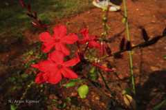 Plumbago indica